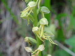 Orchis anthropophora