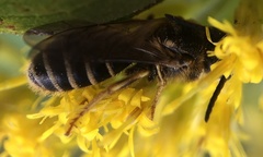 Halictus rubicundus