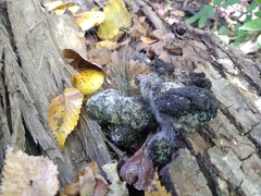 Phycomyces