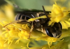 Halictus rubicundus