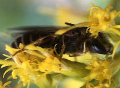 Halictus rubicundus
