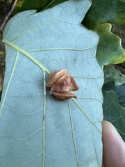 Andricus nigricens