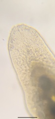 Macrostomum