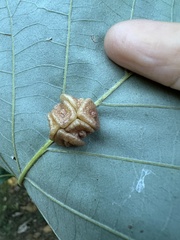 Andricus nigricens