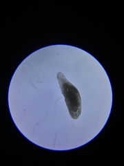 Macrostomum