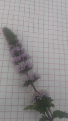 Lamiaceae