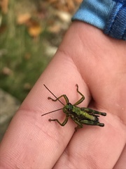 Booneacris glacialis