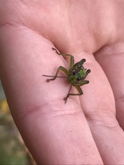 Booneacris glacialis