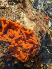 Botrylloides violaceus