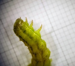 Helicoverpa armigera