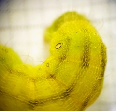 Helicoverpa armigera