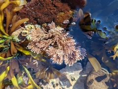 Corallina officinalis