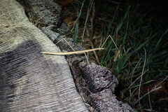 Parabacillus hesperus