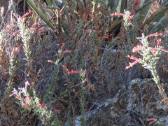 Epilobium canum