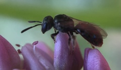 Dialictus