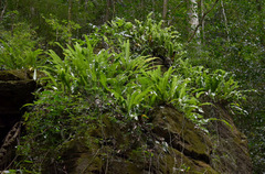 Microsorum punctatum