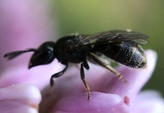 Dialictus