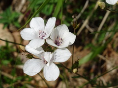 Linum suffruticosum
