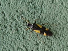 Dryophilocoris flavoquadrimaculatus