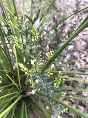 Comesperma