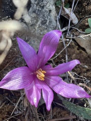Colchicum montanum