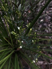 Comesperma