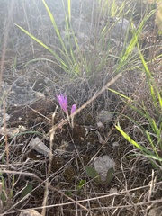 Colchicum montanum