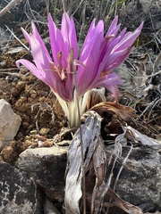 Colchicum montanum