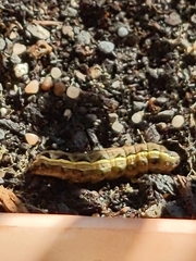 Spodoptera ornithogalli