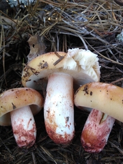 Russula ventricosipes