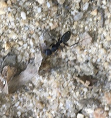 Camponotus pennsylvanicus