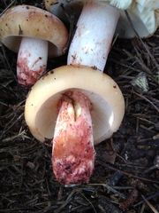 Russula ventricosipes