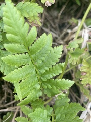 Thelypteridaceae