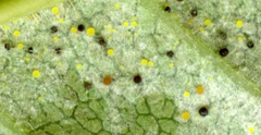 Phyllactinia fraxini