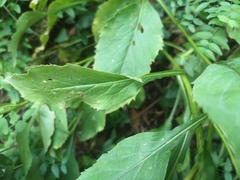 Solidago virgaurea