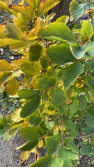 Hamamelis virginiana