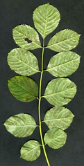 Phyllactinia fraxini