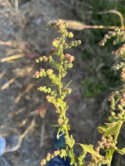 Chenopodium berlandieri