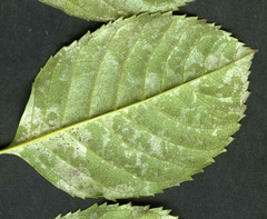 Phyllactinia fraxini