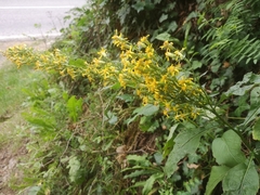 Solidago virgaurea