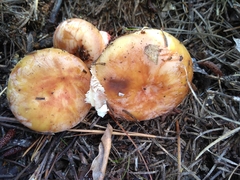 Russula ventricosipes