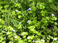 Lindernia rotundifolia