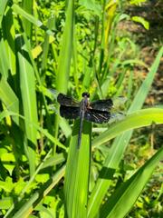 Erythrodiplax funerea