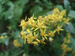 Solidago virgaurea