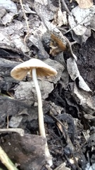 Psathyrella bipellis