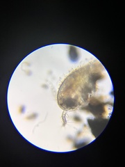 Copepoda