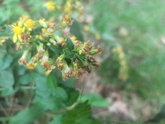 Solidago virgaurea