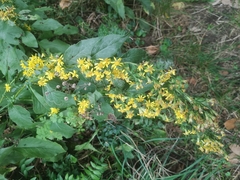 Solidago virgaurea