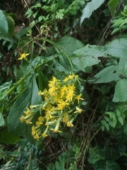 Solidago virgaurea