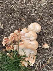 Laetiporus gilbertsonii